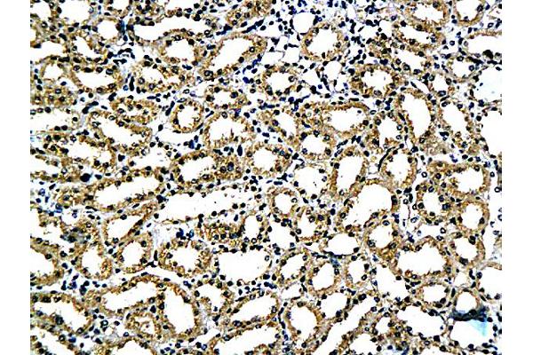 Claudin 5 antibody