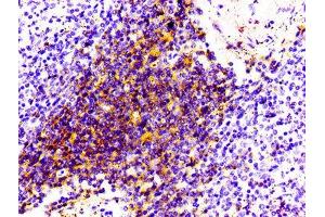 IHC image of ABIN7127280 diluted at 1:100 and staining in paraffin-embedded human spleen tissue performed on a Leica BondTM system. (Recombinant CD4 antibody)