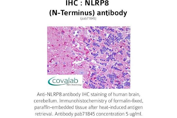 NALP8 anticorps  (N-Term)