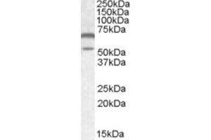 Western Blotting (WB) image for anti-Calcium/calmodulin-Dependent Protein Kinase II alpha (CAMK2A) (Internal Region) antibody (ABIN2464145) (CAMK2A antibody  (Internal Region))