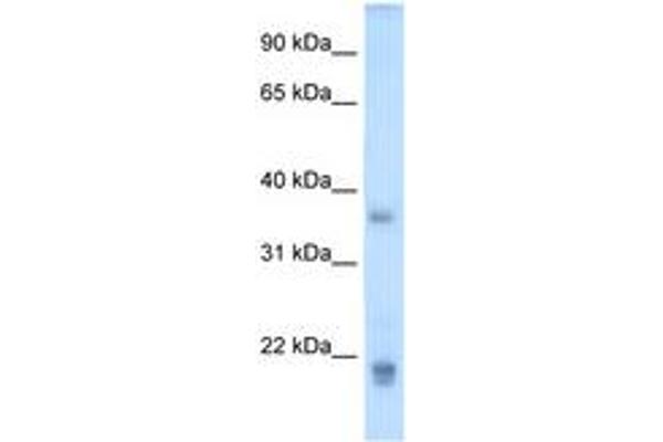 Growth Hormone 2 antibody  (C-Term)