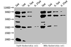 Western Blot Positive WB detected in: Top10 Escherichia coli lysate, DH5α Escherichia coli lysate All lanes: ppsA antibody at 1:2000 Secondary Goat polyclonal to rabbit IgG at 1/50000 dilution Predicted band size: 88 kDa Observed band size: 88 kDa (proPSA antibody  (AA 2-792))