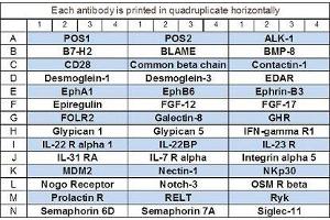 Image no. 1 for Human Cytokine Array Q11 (ABIN4956044) (Human Cytokine Array Q11)