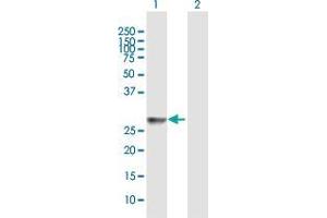 Western Blot analysis of HLA-DRB3 expression in transfected 293T cell line by HLA-DRB3 MaxPab polyclonal antibody. (HLA-DRB3 antibody  (AA 1-266))