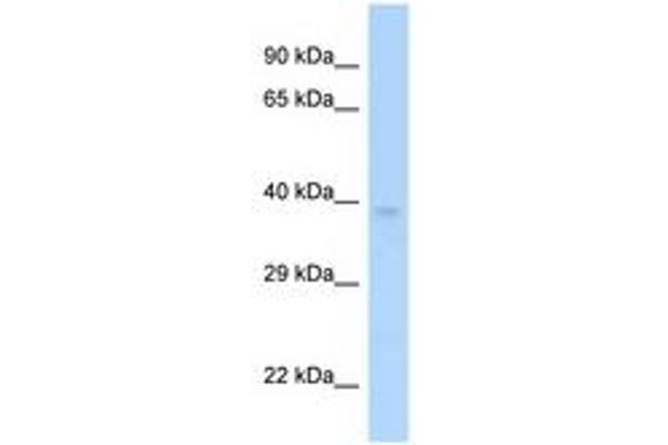 MAGEF1 antibody  (AA 226-275)