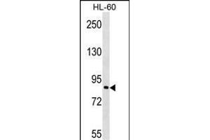 P3K7IP3 Antibody (N-term) (ABIN1538813 and ABIN2848719) western blot analysis in HL-60 cell line lysates (35 μg/lane). (TAB3 antibody  (N-Term))