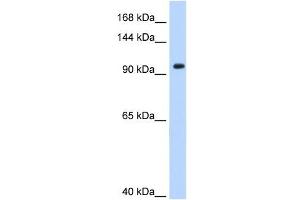 SF3A1 antibody used at 0. (SF3A1 antibody  (N-Term))