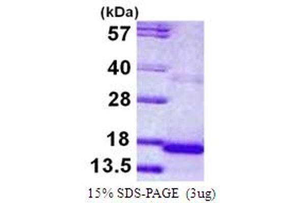 CST9 Protein (AA 29-159) (His tag)