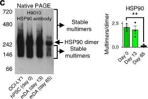 Western Blotting (WB) image for anti-Heat Shock Protein 90 (HSP90) antibody (ABIN361718)