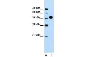 MKRN1 antibody used at 1. (MKRN1 antibody  (N-Term))
