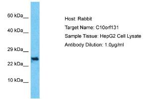 Host: Rabbit Target Name: C10orf131 Sample Type: HepG2 Whole Cell lysates Antibody Dilution: 1. (CC2D2B antibody  (Middle Region))