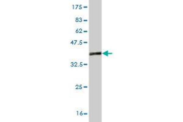 ZIC1 antibody  (AA 2-95)