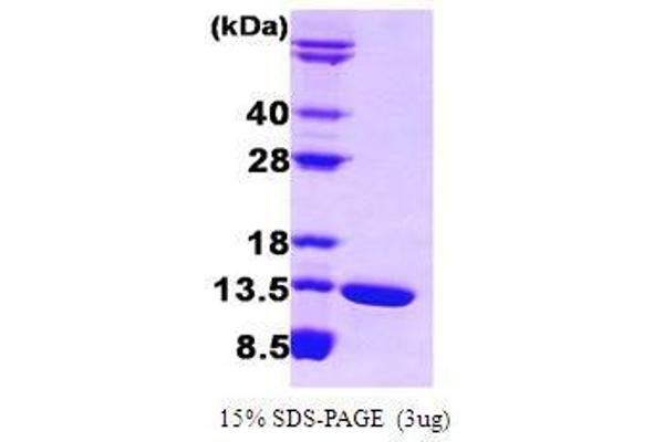 FABP6 Protein (AA 1-128)