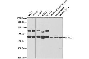 Western blot analysis of extracts of various cell lines, using PSMD7 antibody. (PSMD7 antibody)