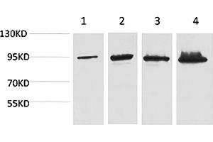 Western blot analysis of 1) Hela, 2) 293T, 3) Mouse Liver tissue, 4) Rat Liver tissue using Catenin-β Monoclonal Antibody. (beta Catenin antibody)