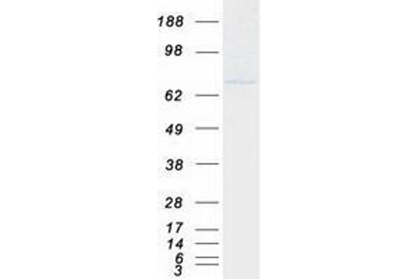 TRIM32 Protein (Transcript Variant 1) (Myc-DYKDDDDK Tag)