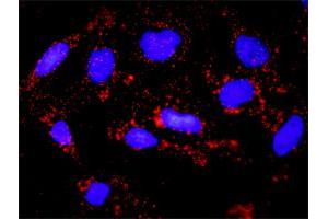 Proximity Ligation Analysis of protein-protein interactions between TP53 and BAX. (p53 antibody  (AA 1-393))