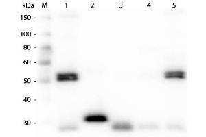 Western Blot of Anti-Rat IgG (H&L) (CHICKEN) Antibody . (Chicken anti-Rat IgG (Heavy & Light Chain) Antibody (Biotin) - Preadsorbed)