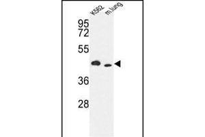 Western blot analysis of hITPKA- (ABIN392800 and ABIN2842236) in K562 cell line and mouse lung tissue lysates (35 μg/lane). (ITPKA antibody  (C-Term))