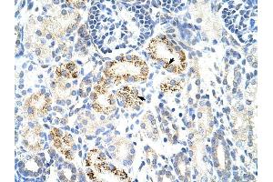 CDC25B antibody was used for immunohistochemistry at a concentration of 4-8 ug/ml to stain Epithelial cells of renal tubule (arrows) in Human Kidney. (CDC25B antibody)