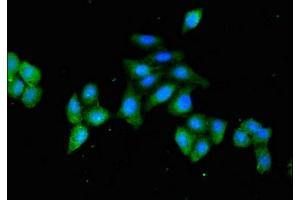 Immunofluorescent analysis of HepG2 cells using ABIN7154875 at dilution of 1:100 and Alexa Fluor 488-congugated AffiniPure Goat Anti-Rabbit IgG(H+L) (HSPA4 antibody  (AA 1-148))