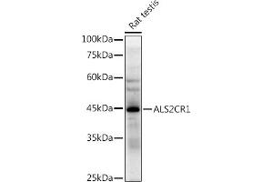 Western blot analysis of extracts of Rat testis, using (ABIN7268912) at 1:500 dilution. (NIF3L1 antibody)