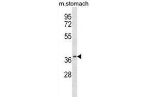 Western Blotting (WB) image for anti-Casein Kinase 2, alpha Prime Polypeptide (CSNK2A2) antibody (ABIN2997549) (CSNK2A2 antibody)