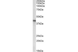 ABIN4902760 (1µg/ml) staining of A549 lysate (35µg protein in RIPA buffer). (SERPINB1 antibody)