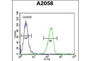 GSN Antibody (C-term) (ABIN6242367 and ABIN6578988) flow cytometric analysis of  cells (right histogram) compared to a negative control cell (left histogram). (Gelsolin antibody  (C-Term))