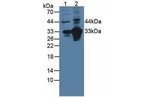 Western blot analysis of (1) Porcine Heart Tissue and (2) Mouse Thymus Tissue. (CD46 antibody  (AA 147-285))