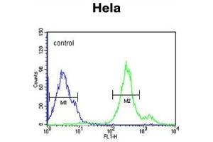 Flow Cytometry (FACS) image for anti-Cytochrome C1 (CYC1) antibody (ABIN3002307) (Cytochrome C1 antibody)