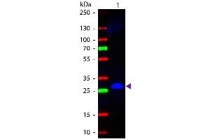 Western blot of Fluorescein conjugated Goat Anti-Mouse IgG F(c) secondary antibody. (Goat anti-Mouse IgG (Fc Region) Antibody (FITC) - Preadsorbed)