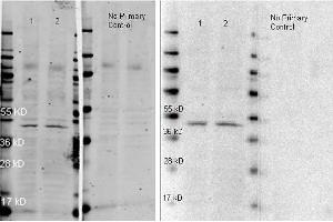 ATTO 647N conjugated anti rabbit antibody was used to detect anti-Beta Actin antibody  lot 26928). (Goat anti-Rabbit IgG (Heavy & Light Chain) Antibody (Atto 647N) - Preadsorbed)