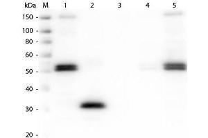 Western Blot of Anti-Rat IgG F(c) (RABBIT) Antibody . (Rabbit anti-Rat IgG (Fc Region) Antibody (FITC) - Preadsorbed)