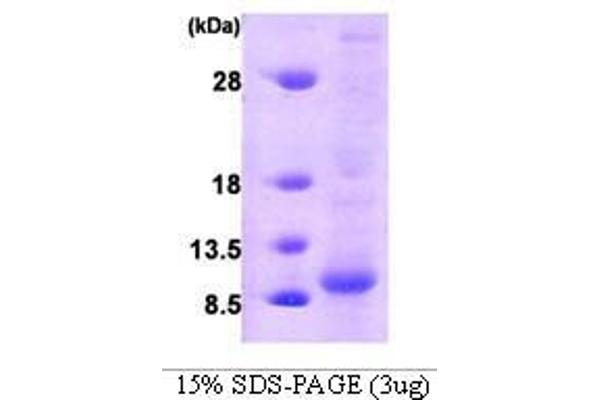 Glutaredoxin 1 Protein (GRX1) (AA 1-106)