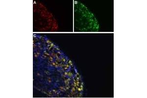 Colocalization of NaV1. (Synaptophysin antibody  (Intravesicular Loop))