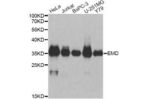 Western blot analysis of extracts of various cell lines, using EMD antibody. (Emerin antibody)
