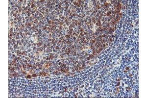 Image no. 2 for anti-Neurolysin (Metallopeptidase M3 Family) (NLN) antibody (ABIN1499710) (NLN antibody)