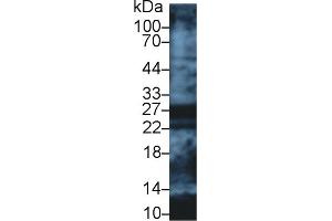 Detection of APOA1 in Human Lung lysate using Polyclonal Antibody to Apolipoprotein A1 (APOA1) (APOA1 antibody  (AA 122-267))