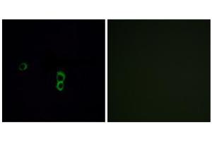 Immunofluorescence analysis of MCF-7 cells, using OR9Q1 antibody. (OR9Q1 antibody  (C-Term))