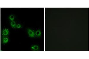 Immunofluorescence analysis of MCF-7 cells, using MRGX3 antibody. (MRGPRX3 antibody  (Internal Region))