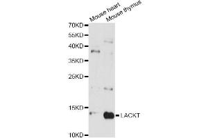 Western blot analysis of extracts of various cell lines, using LACRT antibody (ABIN6293118) at 1:3000 dilution. (Lacritin antibody)