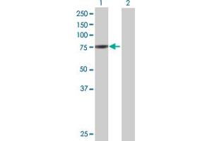 Lane 1: GMPS transfected lysate ( 76. (GMPS 293T Cell Transient Overexpression Lysate(Denatured))