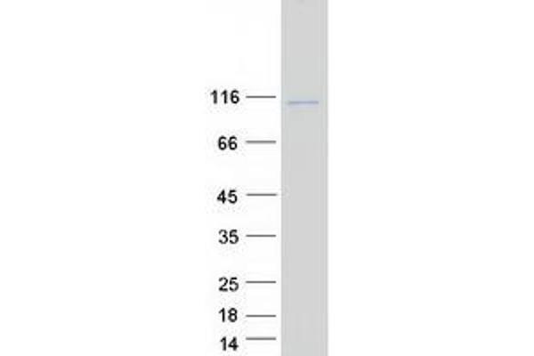 Stim2 Protein (Myc-DYKDDDDK Tag)