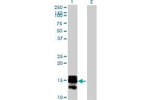 Western Blot analysis of SAA4 expression in transfected 293T cell line by SAA4 MaxPab polyclonal antibody. (SAA4 antibody  (AA 1-130))