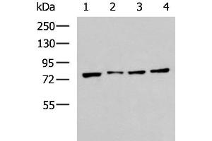 Western blot analysis of RAW264. (GRP78 antibody)