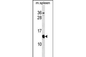 Mouse Cdkn2a Antibody (Center) (ABIN1538376 and ABIN2838239) western blot analysis in mouse spleen tissue lysates (35 μg/lane). (CDKN2A antibody  (AA 39-65))