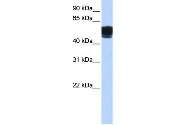 ZNF681 antibody  (C-Term)