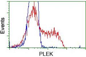 Image no. 3 for anti-Pleckstrin (PLEK) antibody (ABIN1500265) (Pleckstrin antibody)