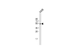 Anti-GTPBP10 Antibody (C-term) at 1:1000 dilution + A549 whole cell lysate Lysates/proteins at 20 μg per lane. (GTPBP10 antibody  (C-Term))